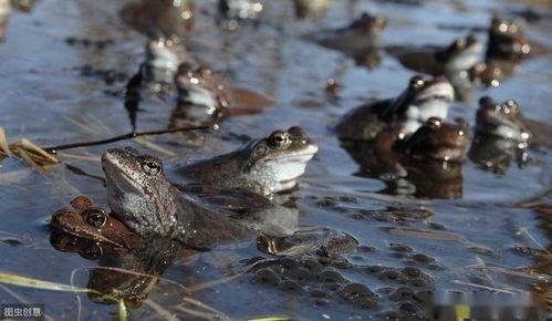 夏夜蛙鸣何处寻 从自然消失到人工养殖的生态交响