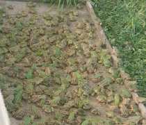 达州优质青蛙苗批发供应商与养殖指南