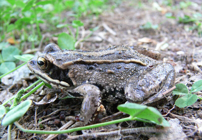 从零开始 新手入门林蛙养殖实用指南