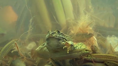 蛙声稻香里的财富密码 生态循环农业如何让一份田产出五份产值